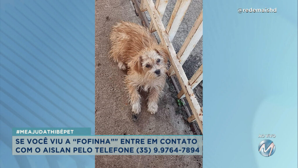 #meajudathibépet: cachorrinha: “Fofinha” sumiu em Andradas