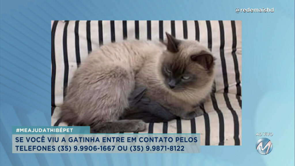 #meajudathibépet: gata “Fumaça” sumiu no bairro Jardim Mariana em Varginha