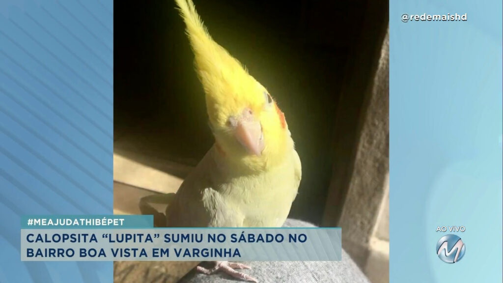 #meajudathibépet: calopsita “Lupita” sumiu no bairro Boa Vista em Varginha