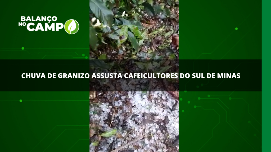 Chuva de granizo assusta cafeicultores do Sul de Minas