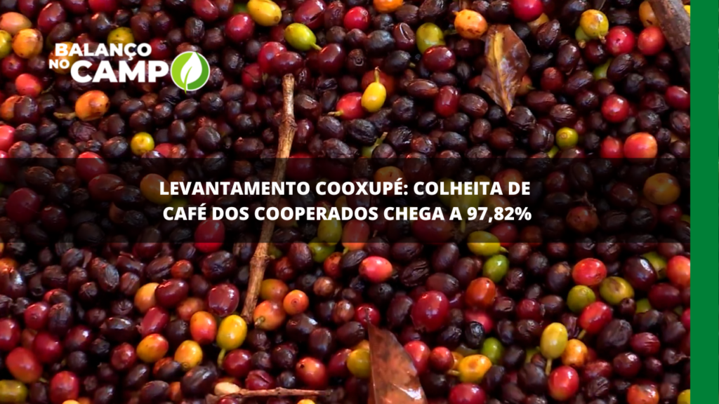 Cooxupé: Colheita de café chega a 97,82%