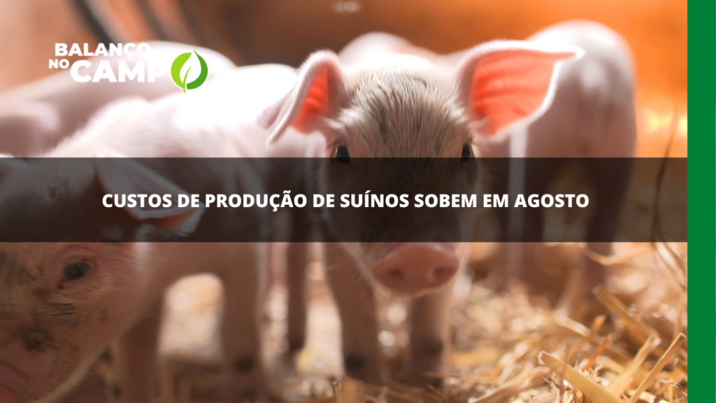 Custos de produção de suínos registra alta