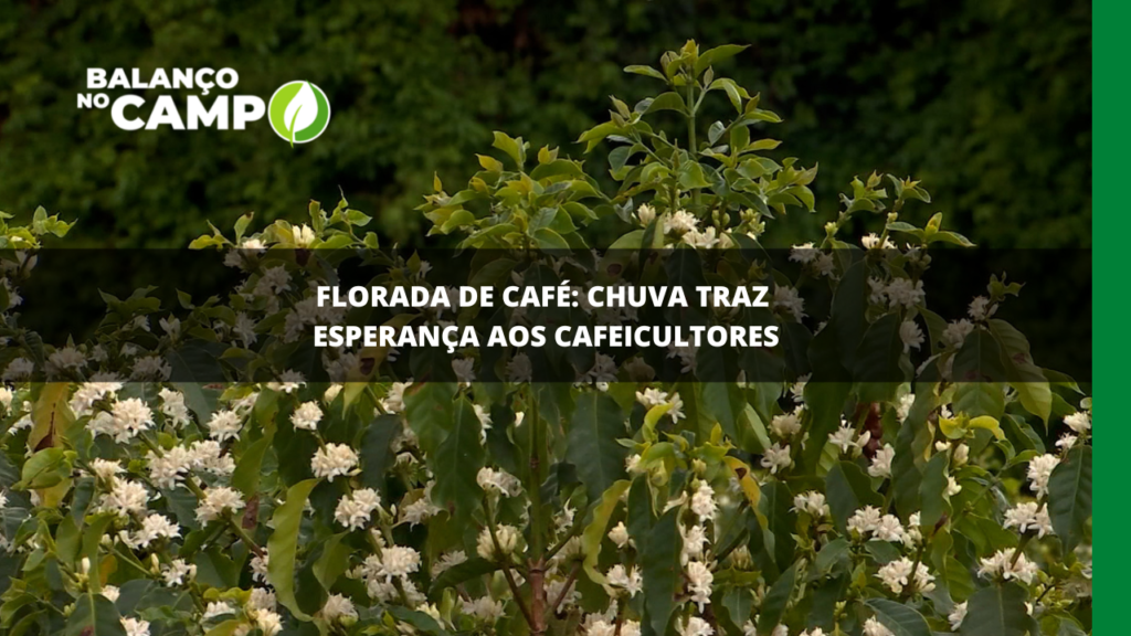 Florada de café traz esperança aos cafeicultores