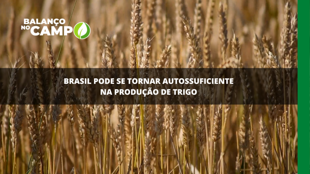 Brasil deve se tornar autossuficiente na produção de trigo