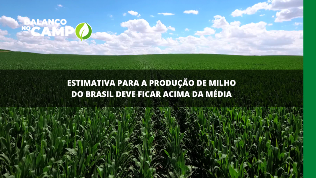 Brasil deve ter uma produção de milho acima da média
