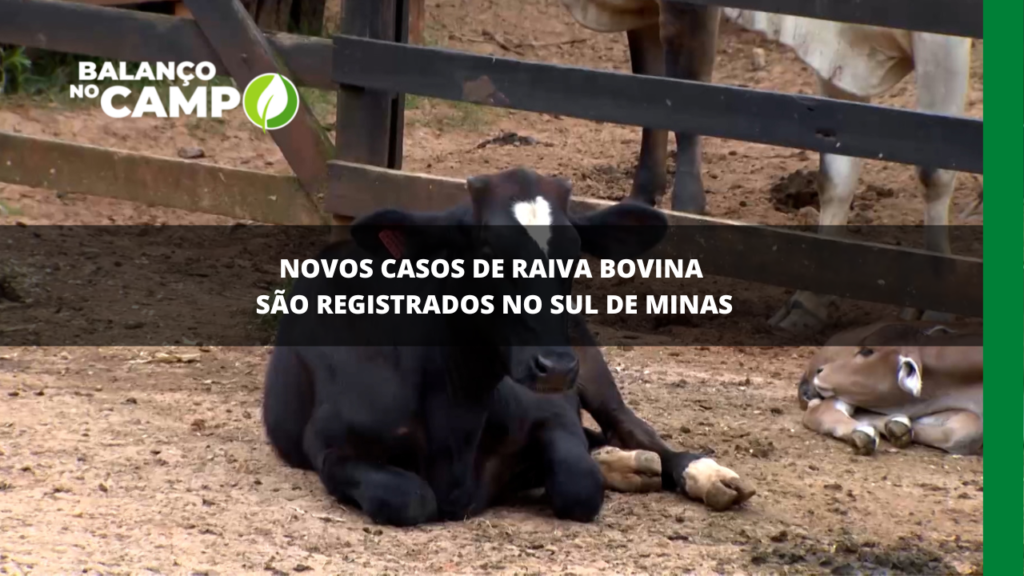 Sul de Minas registra novos casos de raiva bovina
