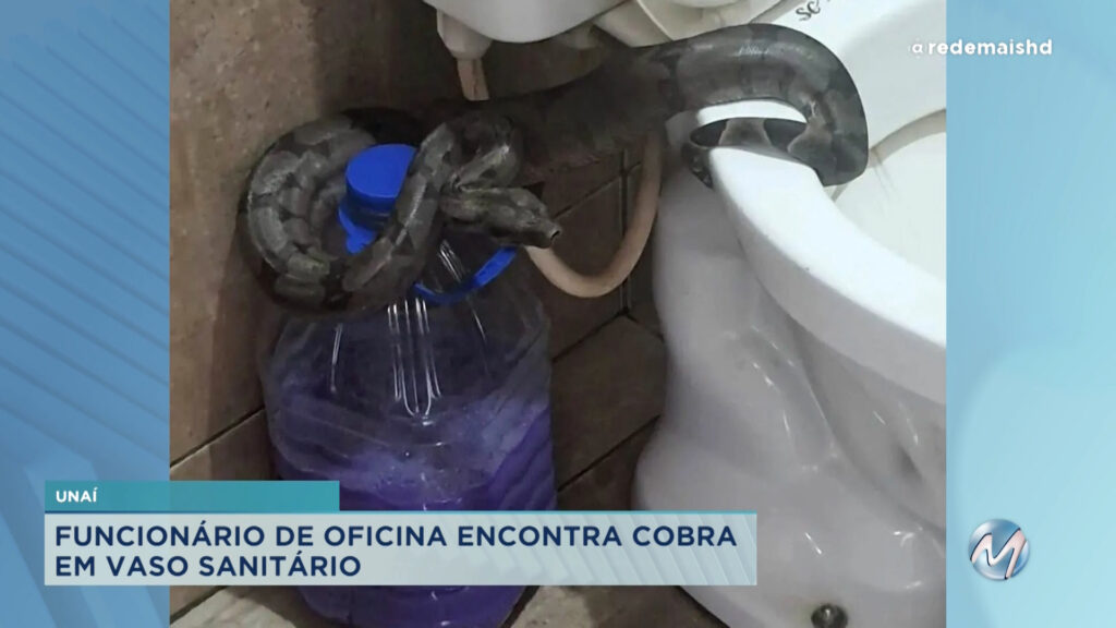 Funcionário de oficina encontra cobra dentro de vaso sanitário em Unaí