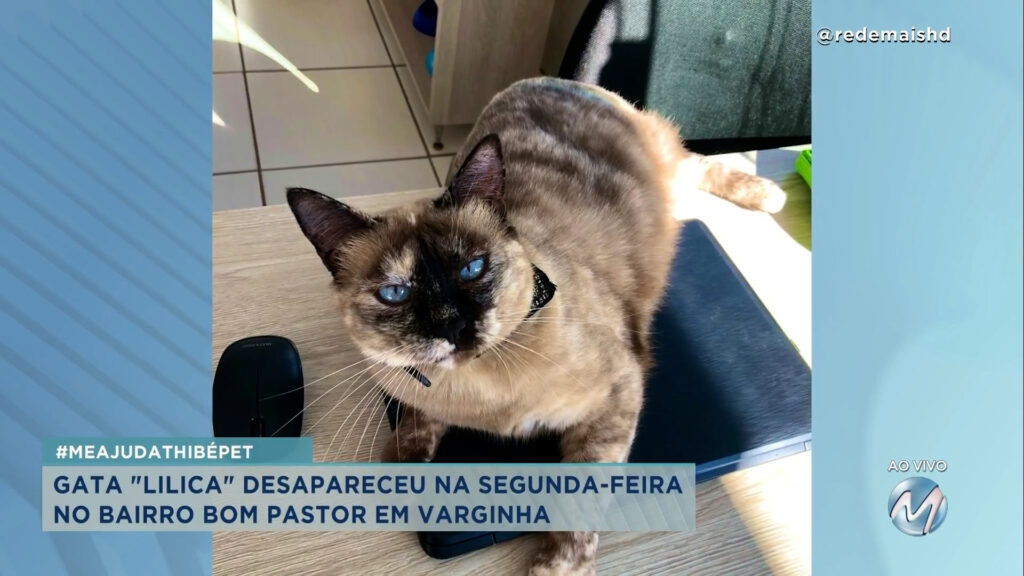 #meajudathibépet: “Lilica” desaparece no bairro Bom Pastor em Varginha