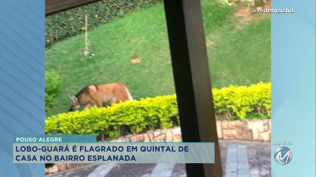 Lobo-guará é flagrado no quintal de uma casa em Pouso Alegre