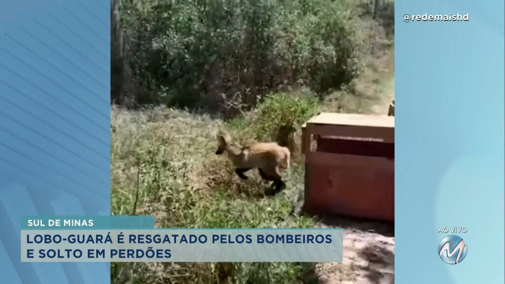 Lobo-guará é resgatado por bombeiros em Lavras