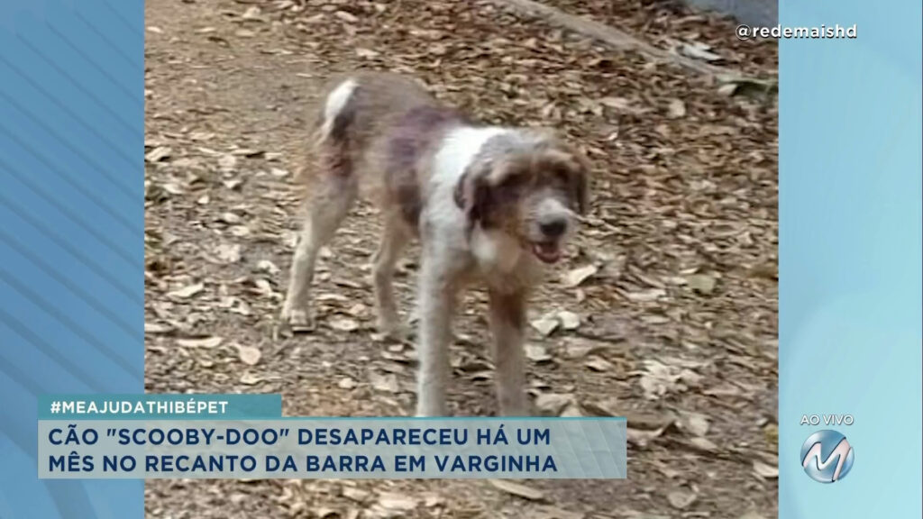 #meajudathibépet: “Scooby-Doo” desapareceu no Recanto da Barra em Varginha