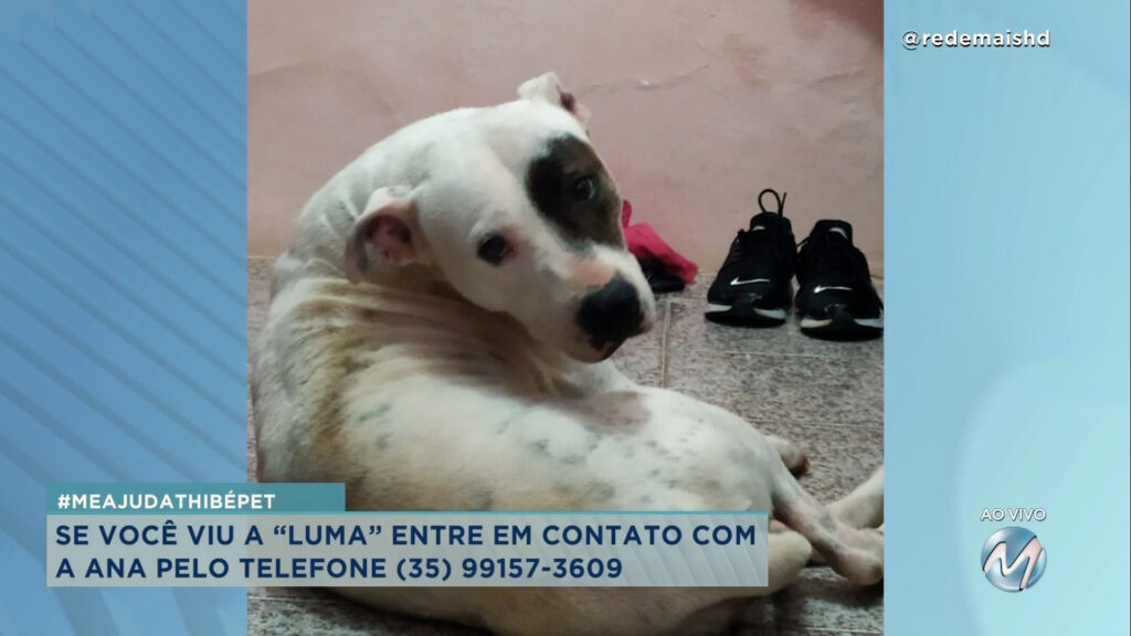 #meajudathibépet: cachorrinha “Luma” desapareceu em Varginha