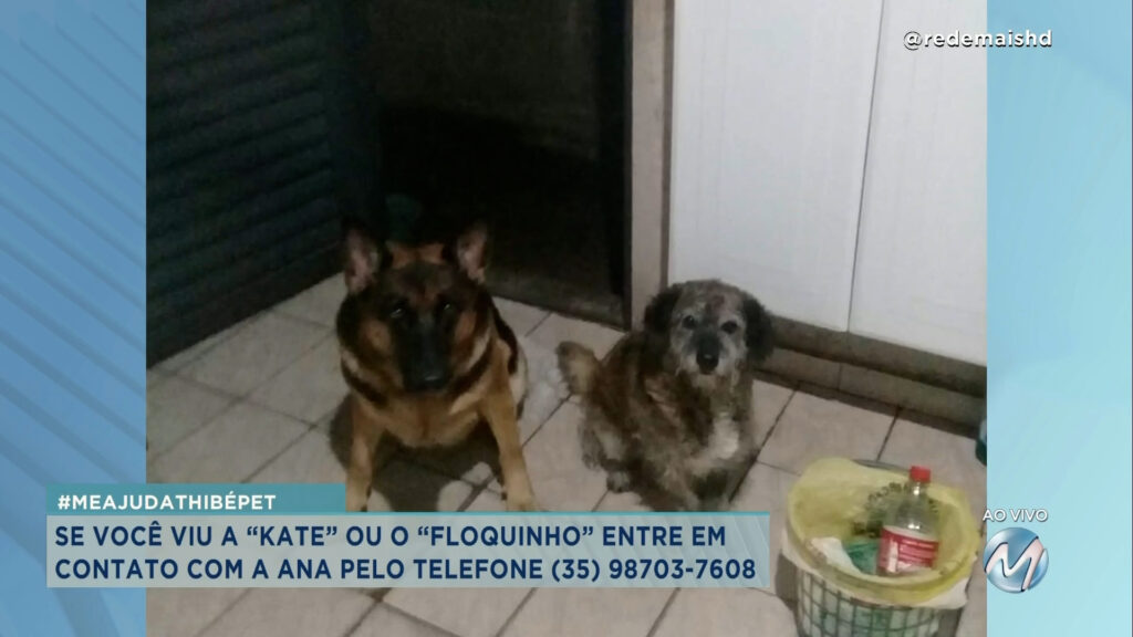 #meajudathibépet: cães “Kate” e “Floquinho” sumiram em Varginha