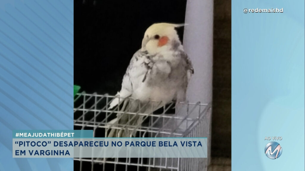 #meajudathibépet: “Pitoco” desapareceu no parque Bela Vista em Varginha