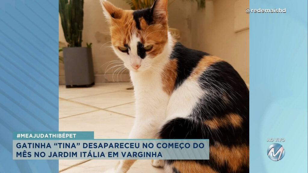 #meajudathibépet: “Tina” desapareceu no bairro Jardim Itália em Varginha