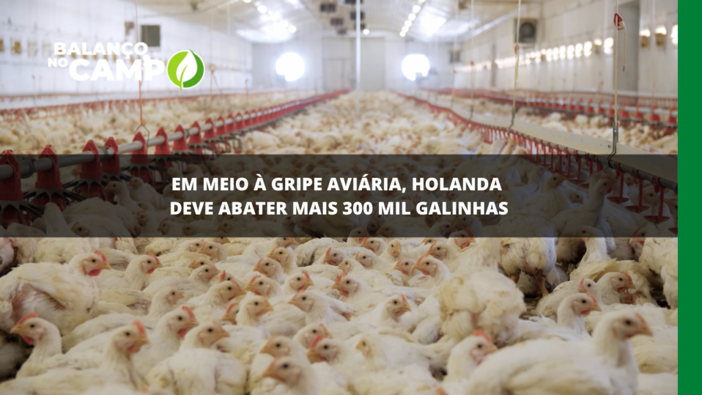 GRIPE AVIÁRIA NA EUROPA | A Holanda deve abater mais 300 mil galinhas por conta da gripe aviária. A França vai intensificar as medidas de precaução para o combate à doença no país.