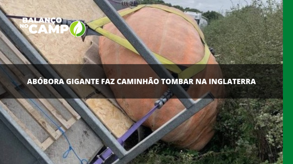 Abóbora gigante faz caminhão tombar