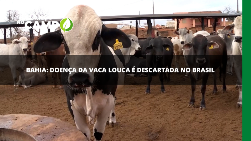 Doença da vaca louca é descartada no Brasil