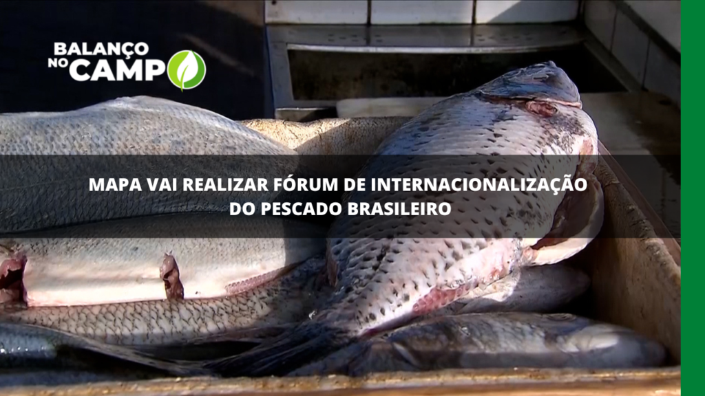 FÓRUM DOS PESCADOS | O Ministério da Agricultura vai realizar um fórum de internacionalização do pescado brasileiro na próxima semana.