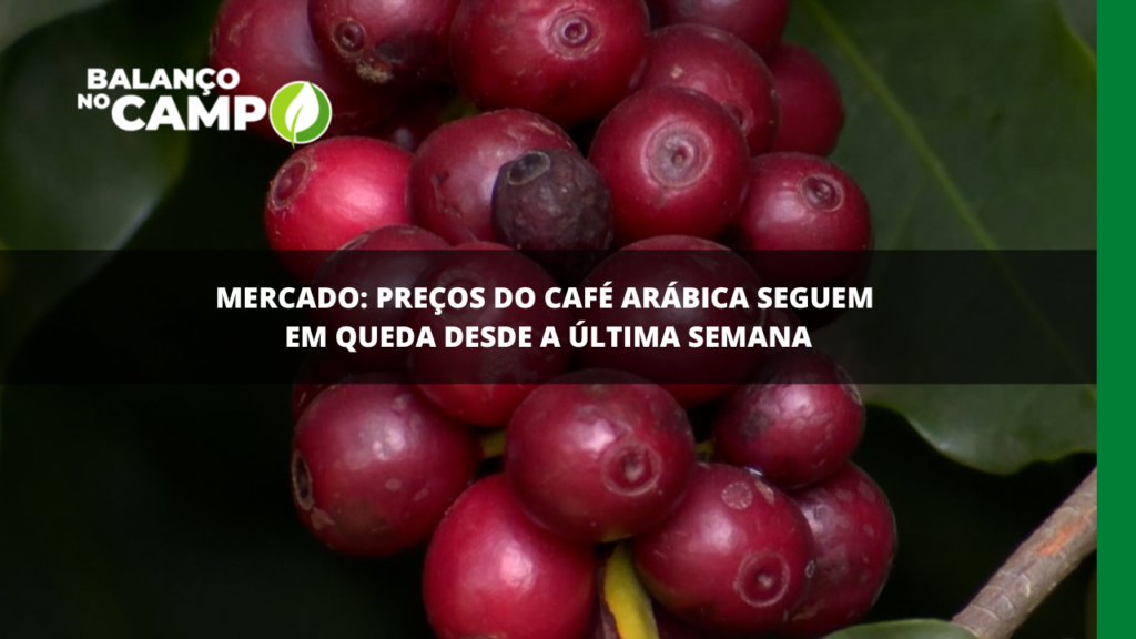 MERCADO DE CAFÉ | Preços do café arábica seguem em queda desde a última semana.