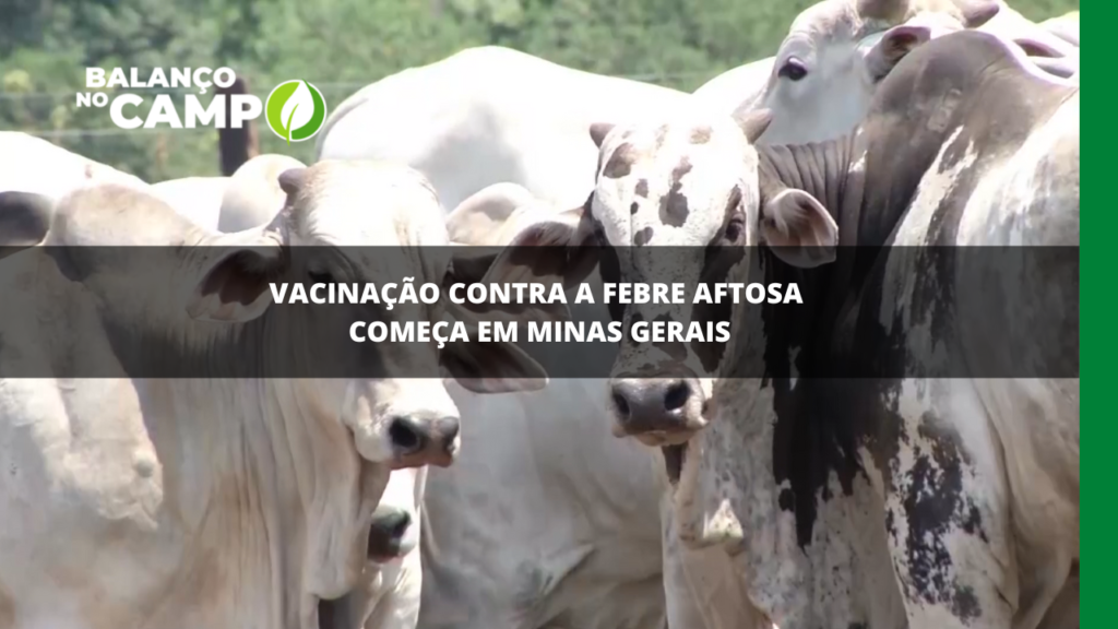 Vacinação contra a febre aftosa