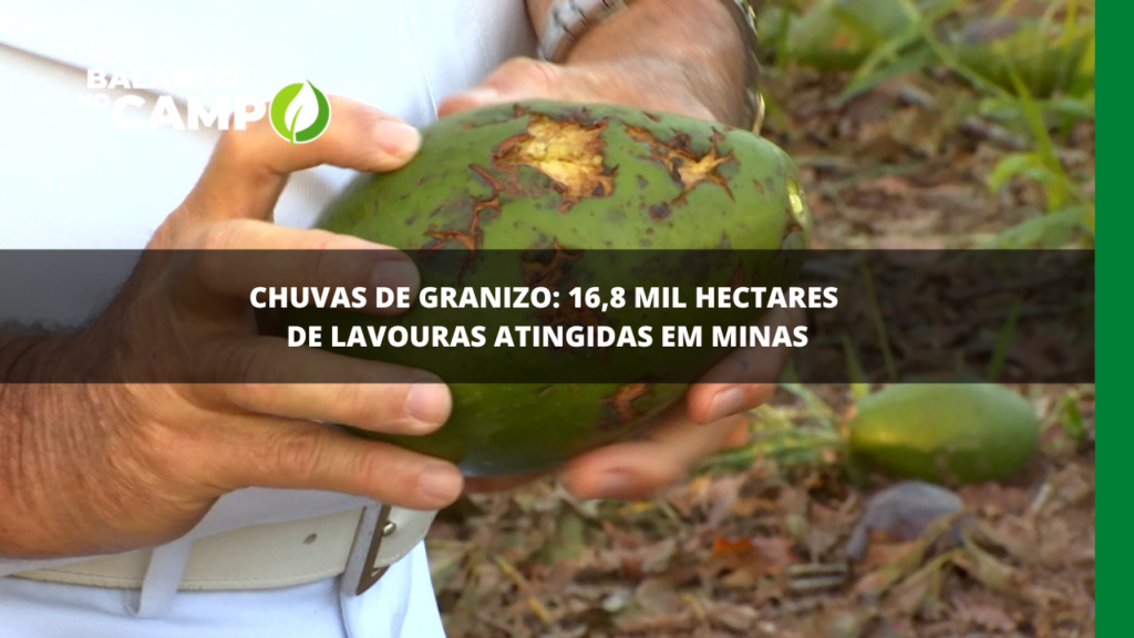 Chuva de granizo: quase 17 mil hectares de lavouras atingidas em Minas