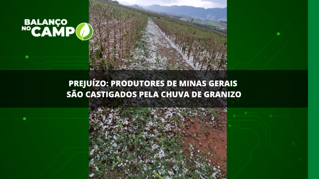 Produtores sofrem após chuva de granizo em Minas Gerais