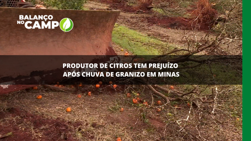 Produtor de citros tem prejuízo após chuva de granizo em Minas