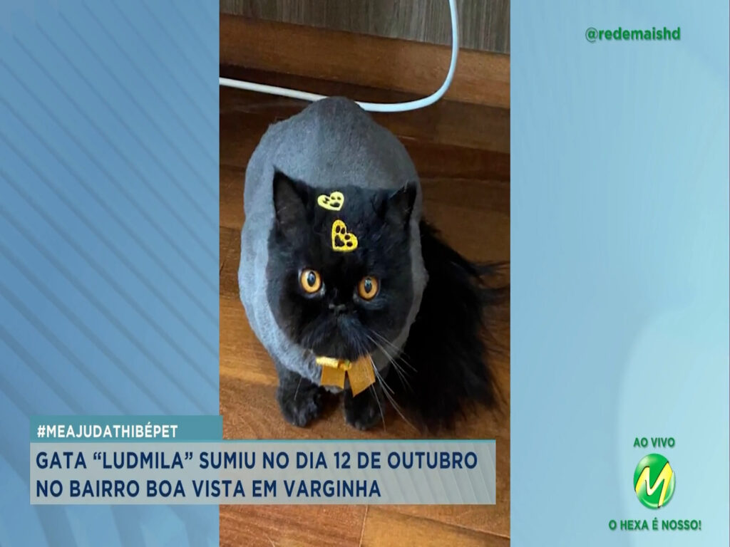 #meajudathibépet: gata “Ludmila” sumiu no bairro Boa Vista em Varginha