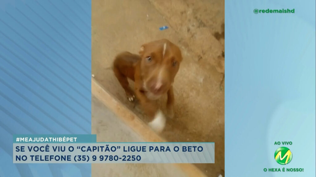 #meajudathibépet: cachorrinho “Capitão” foi furtado no bairro Santa Cruz em Campanha