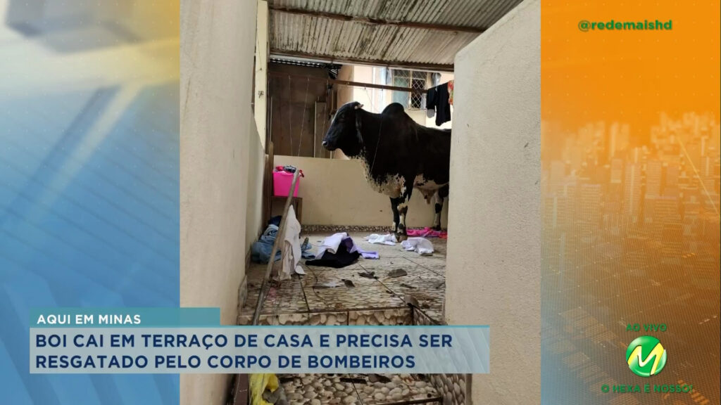 Boi é resgatado após cair em terraço de uma casa em MG