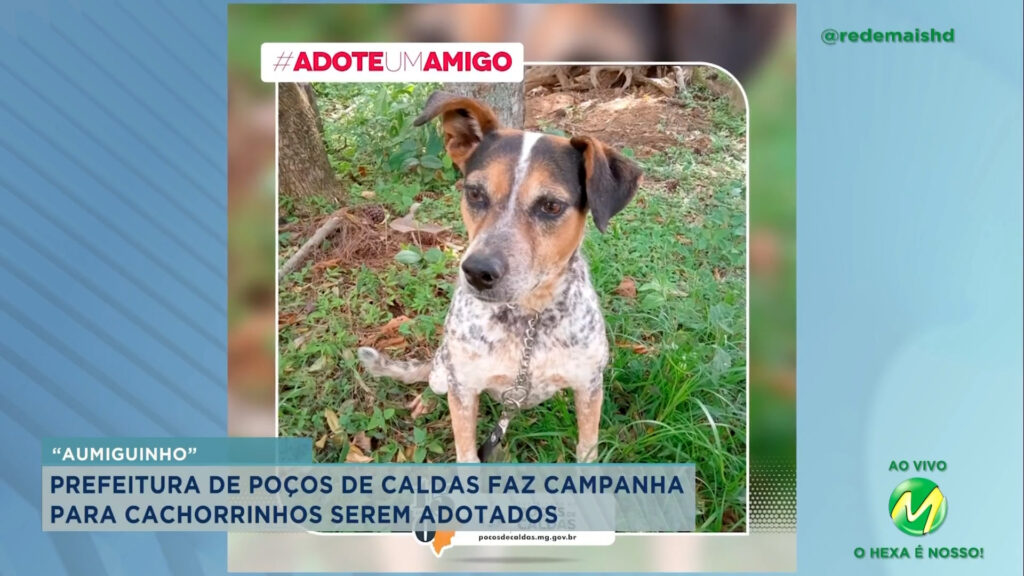 Prefeitura de Poços faz campanha para adoção de cachorros