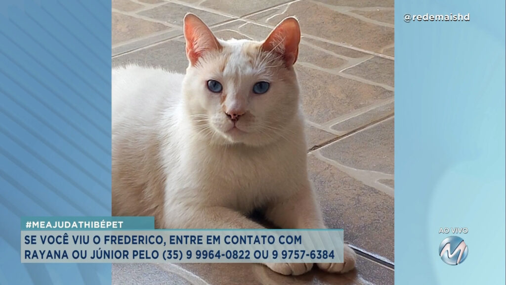 #meajudathibépet: gatinho “Frederico” sumiu no bairro Imperial em Varginha