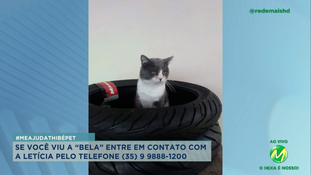 #meajudathibépet: gatinho “Tiquezão” está desaparecido desde a última sexta-feira em Varginha