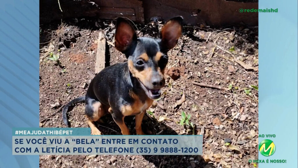 #meajudathibépet: cachorrinha “Bela” sumiu no bairro de Fátima em Varginha