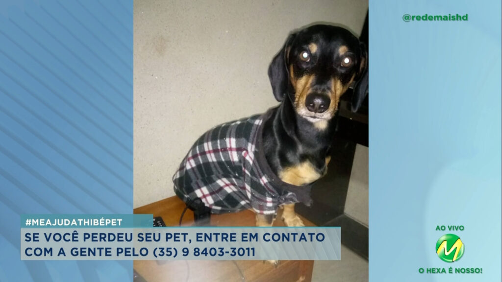 #meajudathibépet: cãozinho “Lucky” sumiu no bairro São Francisco em Varginha