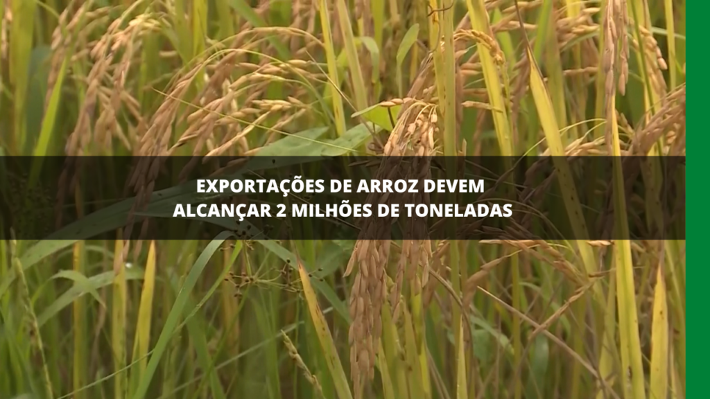 Exportações de arroz