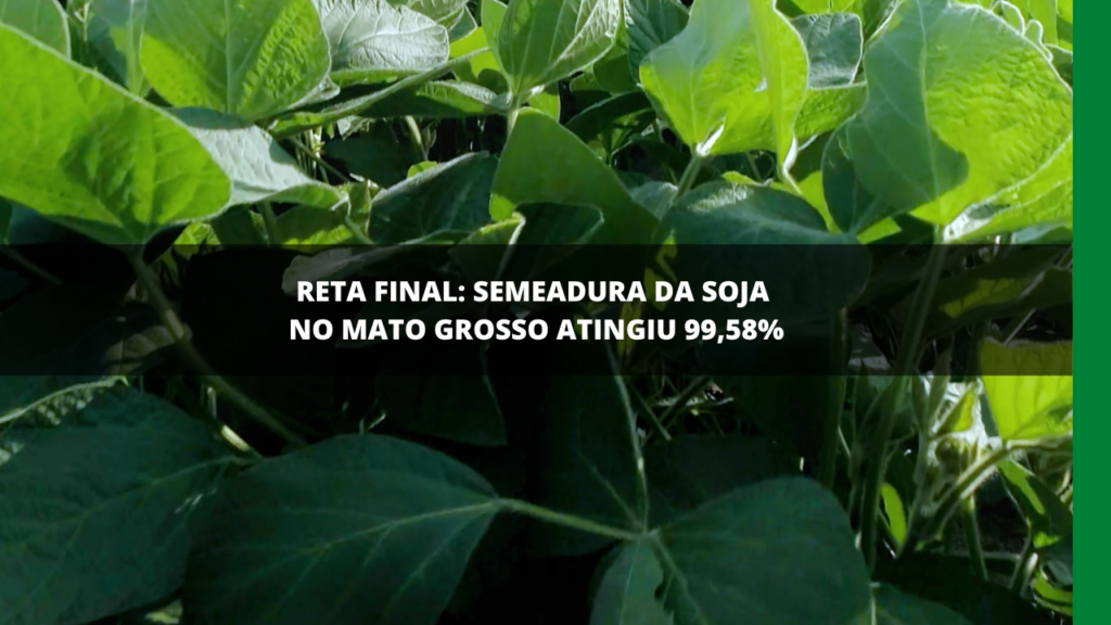 Plantio de soja no Mato Grosso