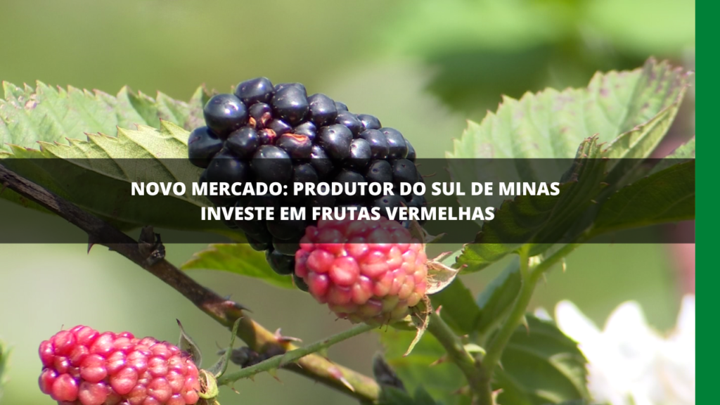 Produtor do Sul de Minas investe em frutas vermelhas