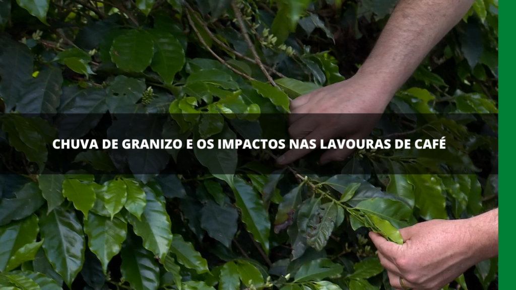 Impactos da chuva de granizo