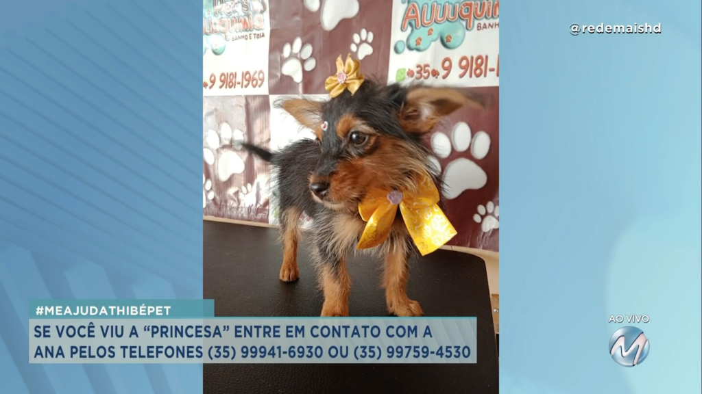 #meajudathibépet: cachorrinha “Princesa” sumiu em Varginha