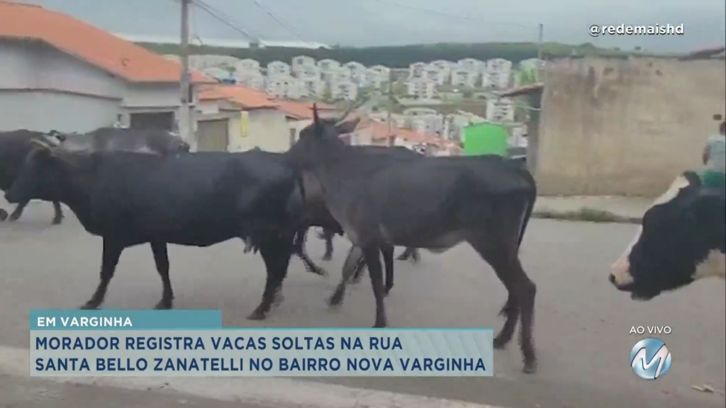 Flagrante: vacas soltas na rua incomodam moradores de Varginha