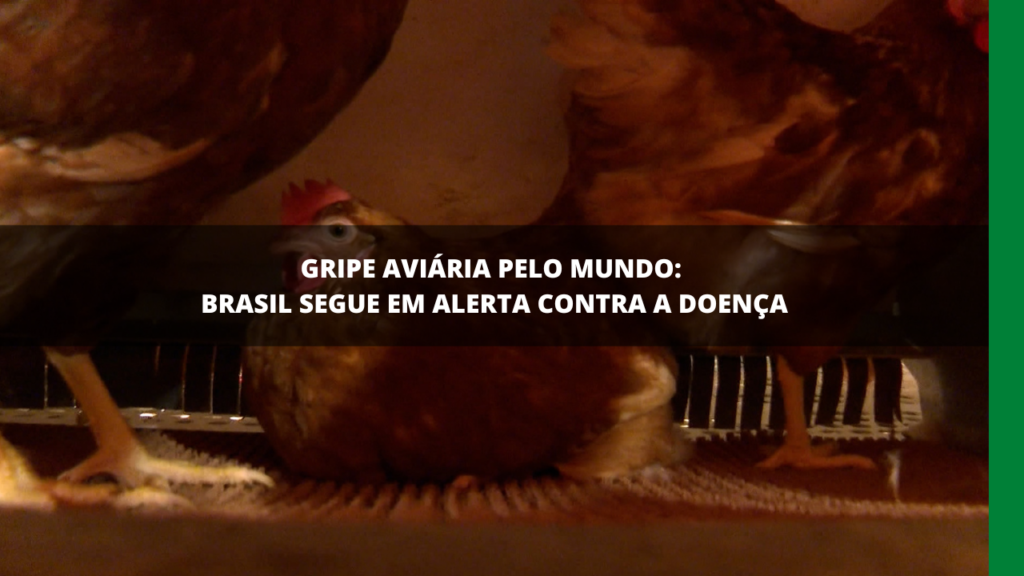 Gripe aviária