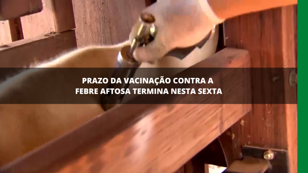 Vacinação contra febre aftosa