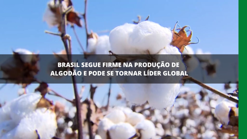 Produção de algodão no Brasil