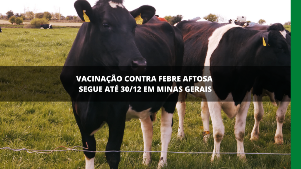 Vacinação contra a febre aftosa