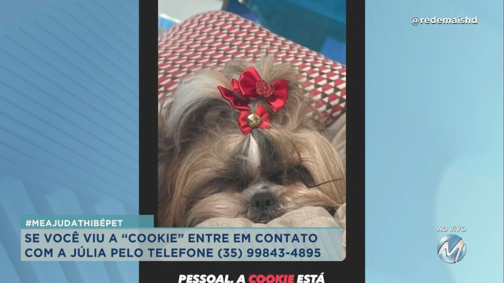 #meajudathibepet: “Cookie” sumiu no loteamento do Juninho em Juruaia