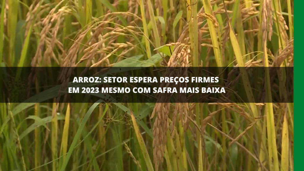 Produção de arroz