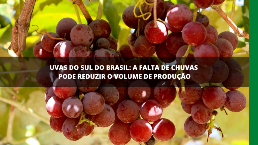 Produção de uvas