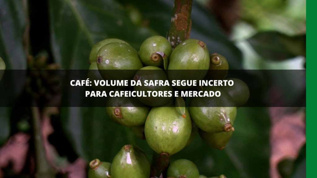 Safra do café ainda é incerta